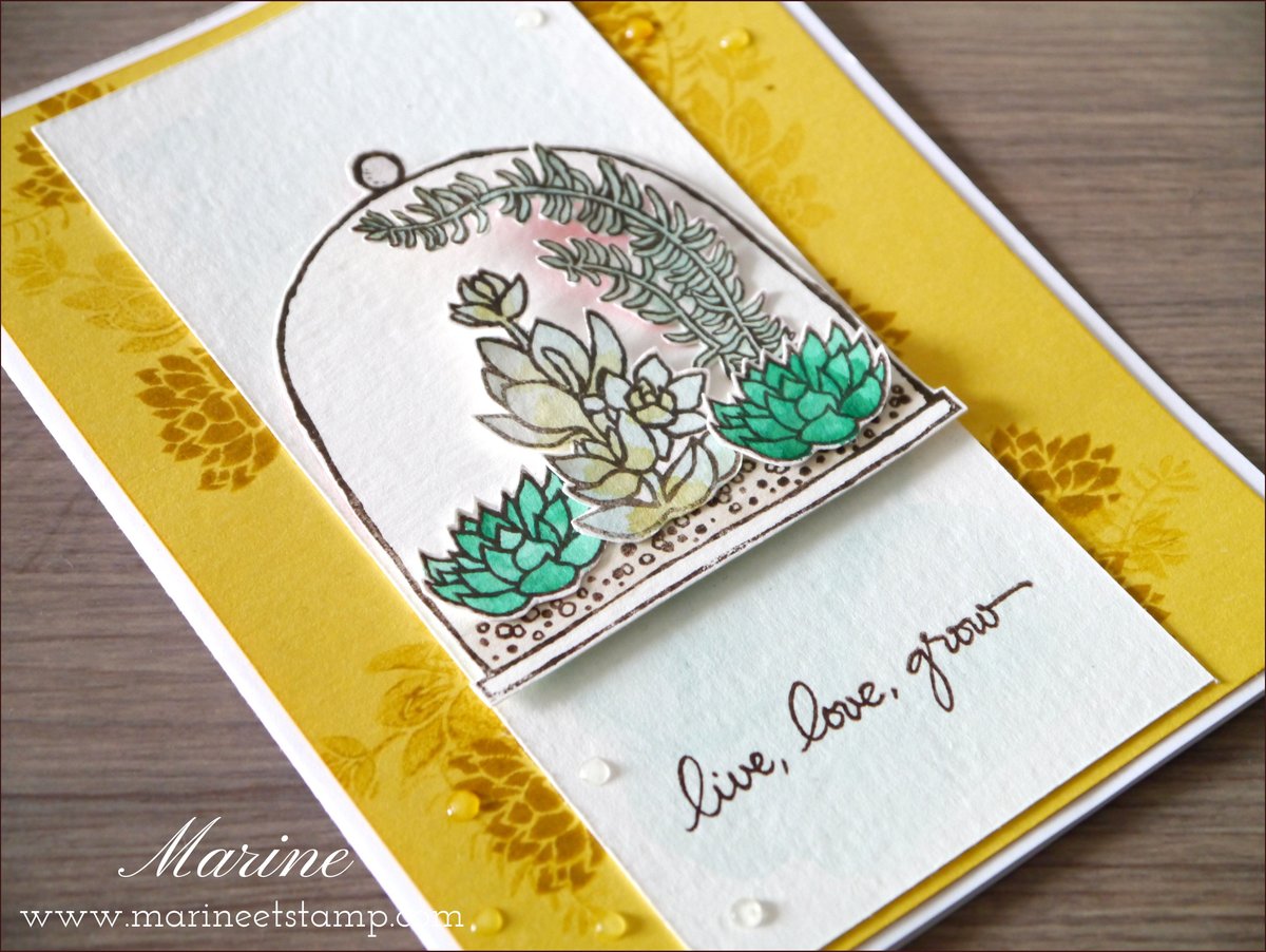 Joli petit terrarium